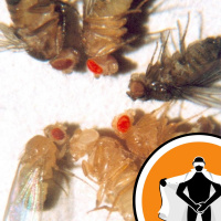 Naked Scientists NewsFLASH 07.12.09 - Aggressive Flies and Carbon-Hungry MOFs