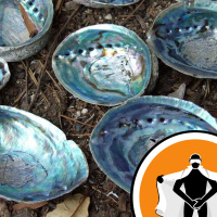 Naked Scientists NewsFLASH 08.12.08 - Shell-Tough Ceramics and Sharing Vaccines