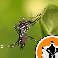 Naked Scientists NewsFLASH 01.03.10 - Grounding Dengue and the Secret Fish-Eye UV View