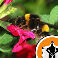 Naked Scientists NewsFLASH 18.05.09 - Bee Velcro and Dense Deuterium