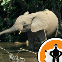 Naked Scientists NewsFLASH 15.02.10 - Ever Seen an Elephant Run?