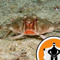 Naked Scientists NewsFLASH 17.11.08 - Soothing Music and the Bordeaux Bacterial Bouquet