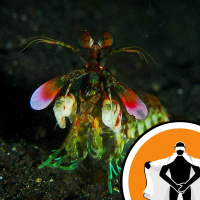 Naked Scientists NewsFLASH 27.10.09 - Extraordinary Eyes, Painful Sounds and Spinning Webs