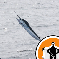 Naked Scientists NewsFLASH 14.12.09 - Mistaken Fish and Literary Fingerprints