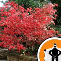 Naked Scientists NewsFLASH 24.05.10 - Biofuels from the Burning Bush