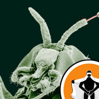 Naked Scientists NewsFLASH 13.04.09 - Black Fly Spit and Suspicious Jackdaws