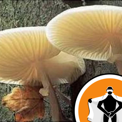 Naked Scientists Newsflash