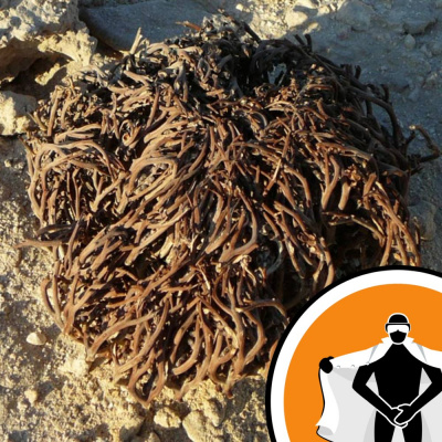 Naked Scientists Newsflash