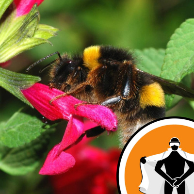 Naked Scientists Newsflash