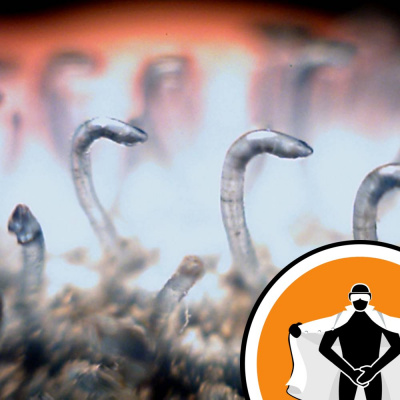 Naked Scientists Newsflash