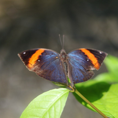 Baikal Nomads Mixtape