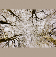 #86 - From Cells to Cities