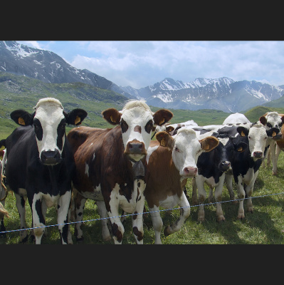 Waking Up With Sam Harris - Subscriber Content