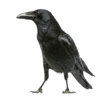 Feel It Or F–It 8.18.2025: An RSP Podcast with Bob Harris and Matt Waldman