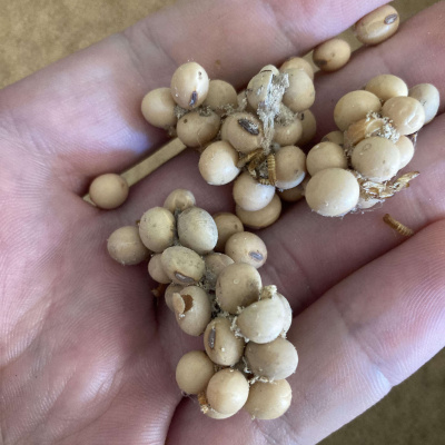 Umn Extension Field Crop Ipm Podcasts