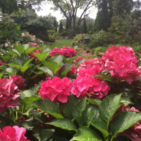 Demystifying Hydrangeas Part 1