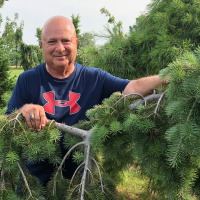 Selecting and Growing Conifers