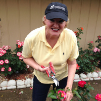 Basics of Growing Roses Successfully