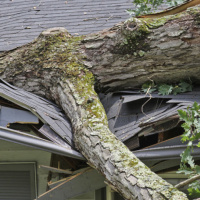 When Will That Tree Fall on My House?