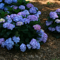 Demystifying Hydrangeas Part 2