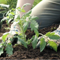8-Step Program to Organic Gardening
