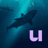 744. De haai gaat naar de haaien. Waarom redt niemand m?