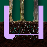 709. Kunnen bomen echt met elkaar praten?