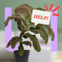 775. Hoe houd je je planten in leven volgens de wetenschap?