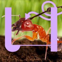 737. Zombies bestaan: dit doet een schimmel in het brein van een mier