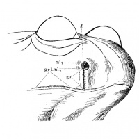 Episode 076 - Inez Whipple Wilder | Herpetologist  Anatomist
