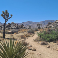 05.05.23 - Reisebericht: Joshua-tree-nationalpark 