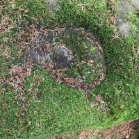 Thoughts on Ireland and America after a Study Tour-Grant Rasmussen, Sydney Sept, David Shuer