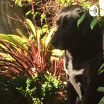 Abi Mindfulness Group