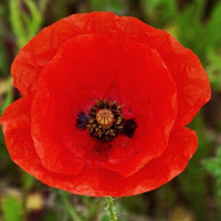 Knox United Church Sermon for Remembrance Day