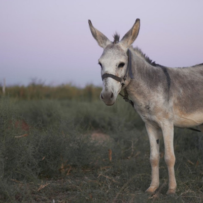 Knox United Church. Nokomis United Church.