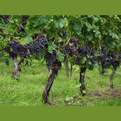 Community Church Buchanan - Sermons