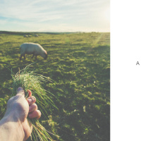 The True  Greater Shepherd