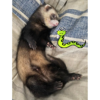 #614 Let me bore you to sleep “ANDRE’S PINK SNAKE” - Jason Newland (18th March 2021)