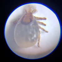 Stupid Tourist EP : (17/100) เรื่องเห็บๆ