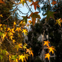 Why do leaves change color in the fall?