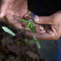Indigenous access, political ecology in settler states