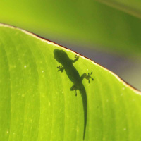 Learning from nature to design better robots