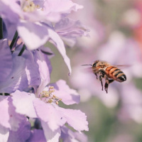 What can be done to protect pollinators