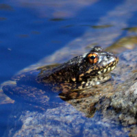 Finding hope for biodiversity conservation