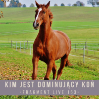 Kim jest dominujący koń - fragment live 163