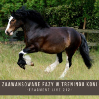 Zaawansowane fazy treningu koni - fragment live 212