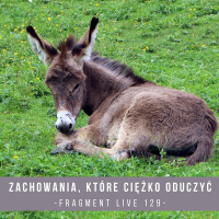 Zachowania, które ciężko oduczyć - fragment live 129