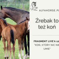 Źrebak to też koń - fragment live 122