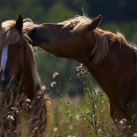 Podcast 4: Lepiej nie rób założeń przy koniach
