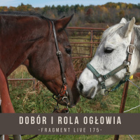 Dobór i rola ogłowia - fragment live 175